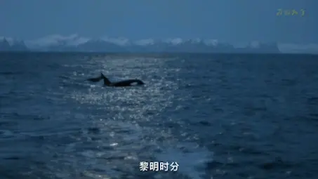 海鹰捕鱼 和鲸分享猎物 海上猛禽