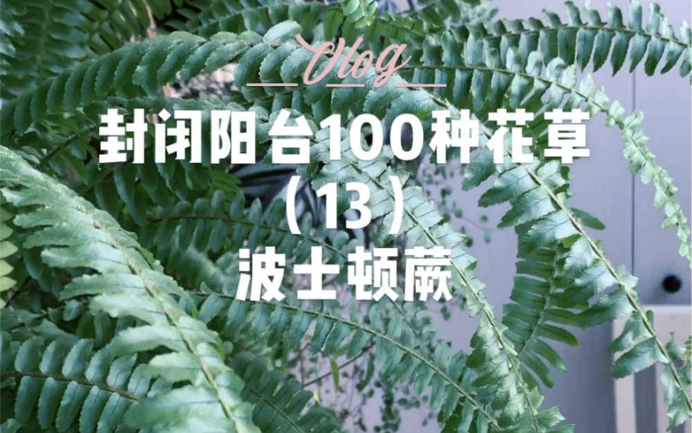 封闭阳台100种花草|长叶波士顿蕨哔哩哔哩bilibili