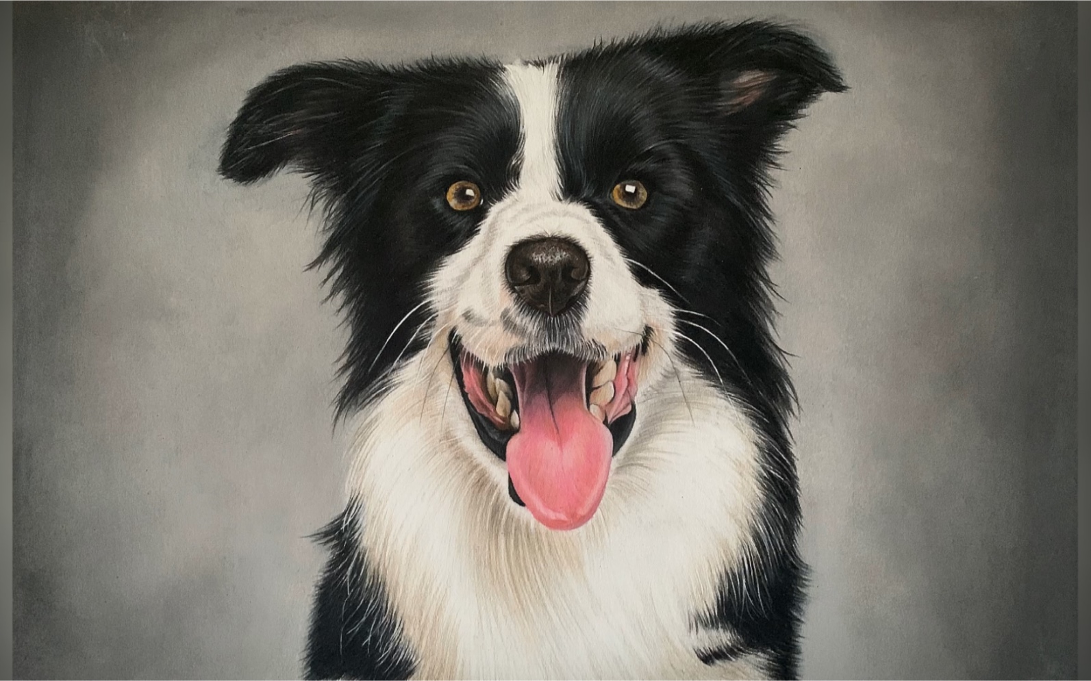 彩铅手绘-边牧狗