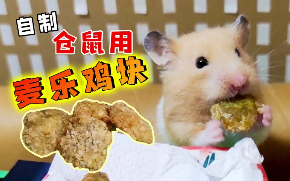 自制仓鼠用麦乐鸡块~家里的两只终于吃上肉了【角角酱的零食】