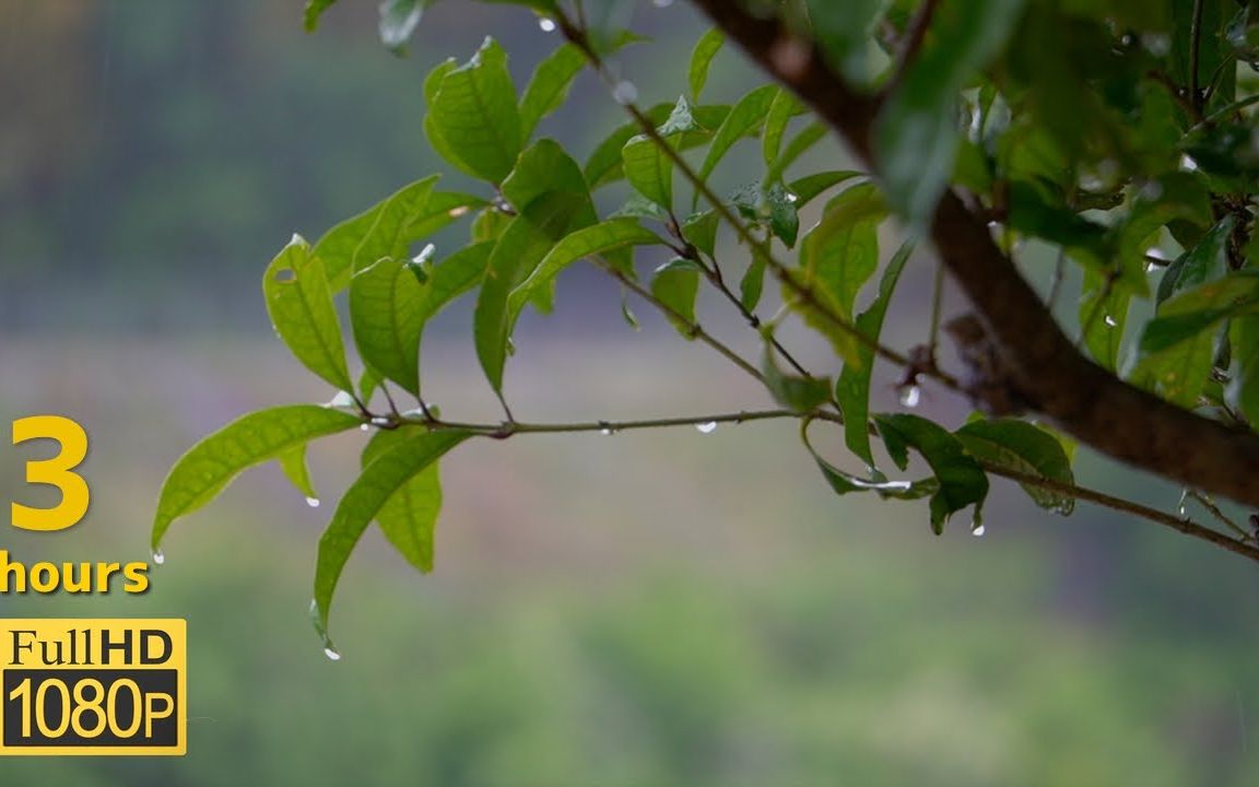 [图]【落ち着く】雨の音と葉っぱに滴るしずくに癒される３時間［作業 瞑想  睡眠用bgm］