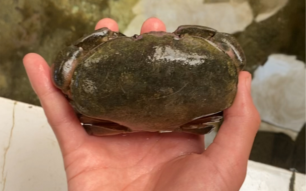 【湛江存货】海龟城池子里长满藻类的正直爱洁蟹