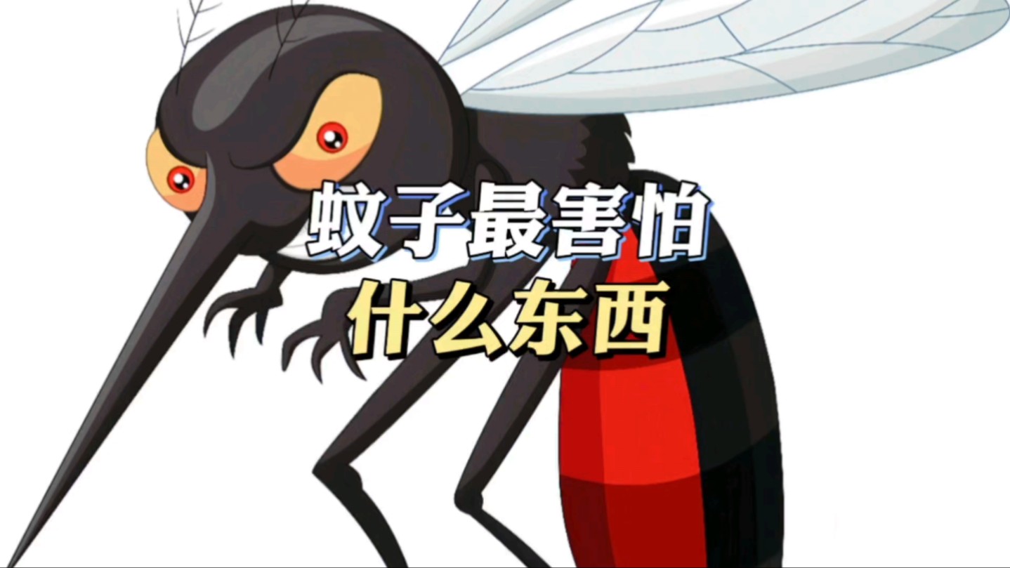 蚊子最害怕什么东西?-bili