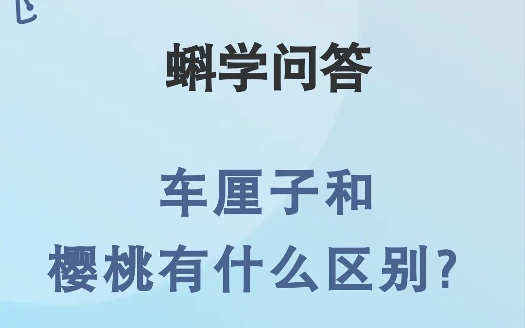 蝌学问答|车厘子和樱桃有什么区别?哔哩哔哩bilibili