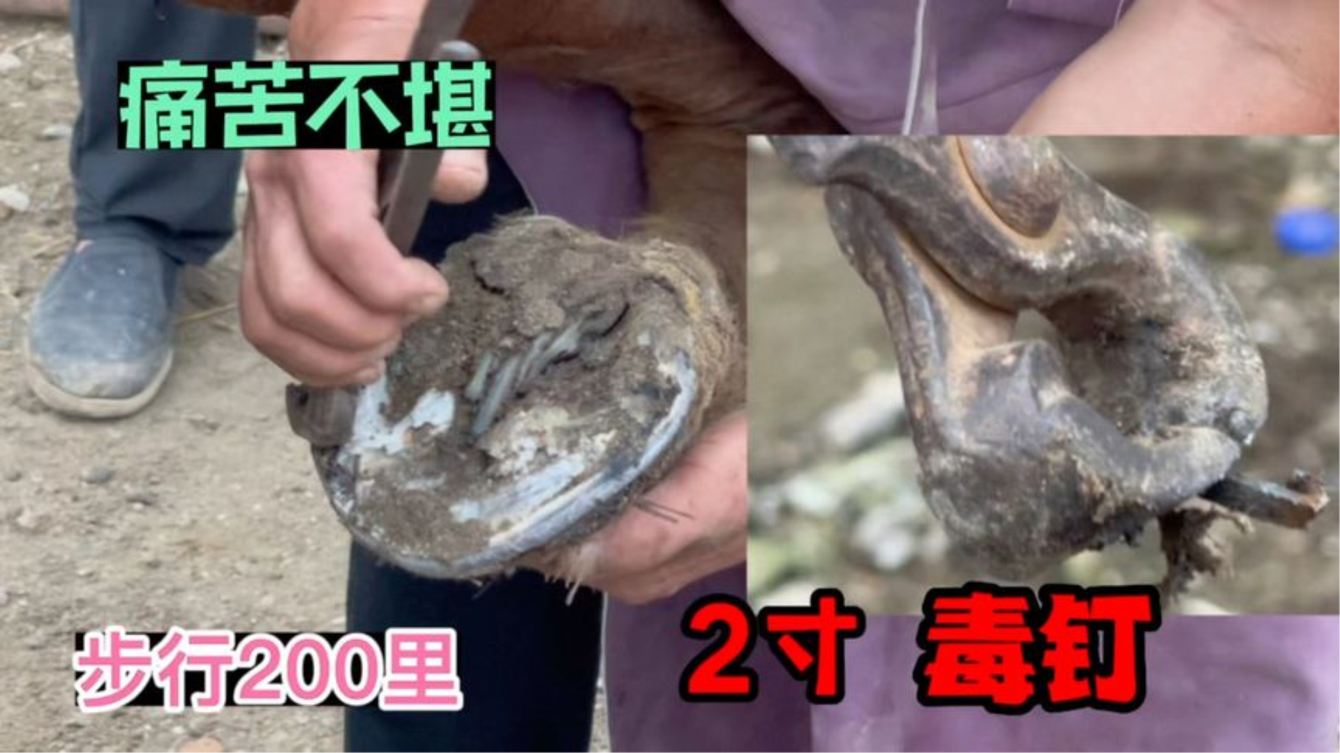 蹄内深藏钢钉1年之久,步行200里修蹄硌坏钢刀,立马上手拔毒钉!哔哩哔哩bilibili