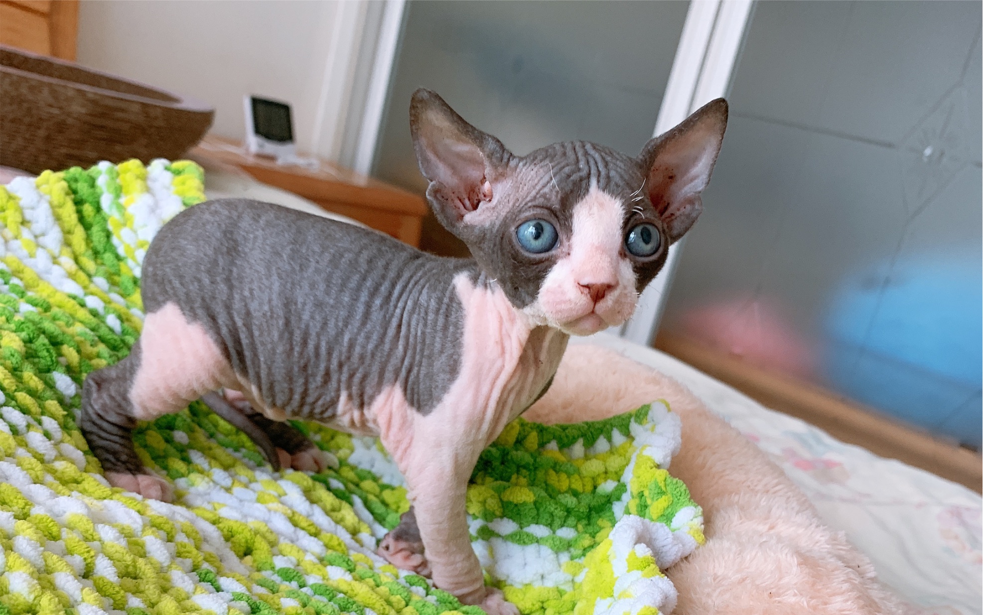 【萌化了的小开脸】【斯芬克斯加拿大无毛猫】_哔哩哔哩 (゜-゜)つロ