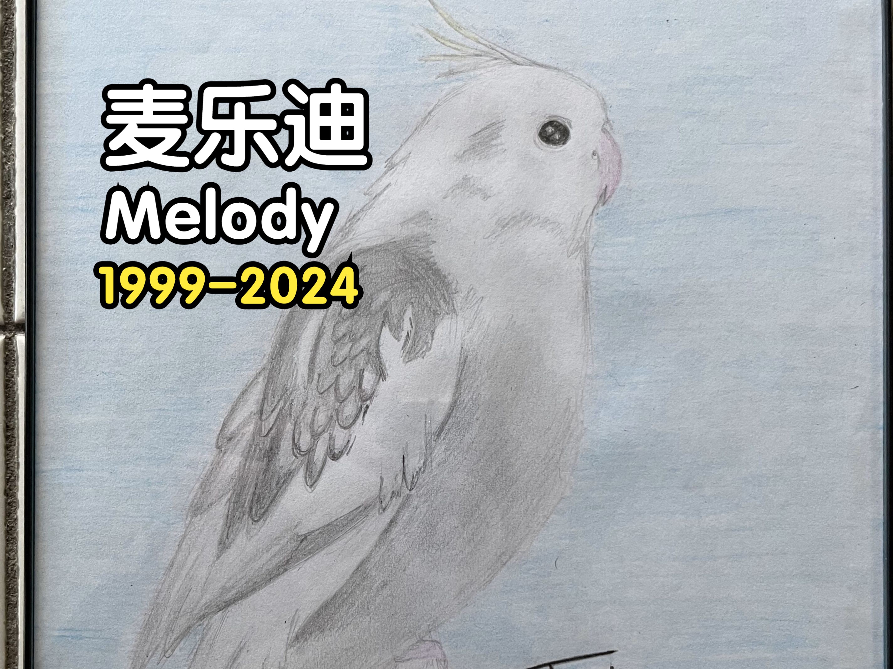 [图]谨以此曲献给Melody麦乐迪（1999-2024）（巴赫平均律卷一第八前奏曲）