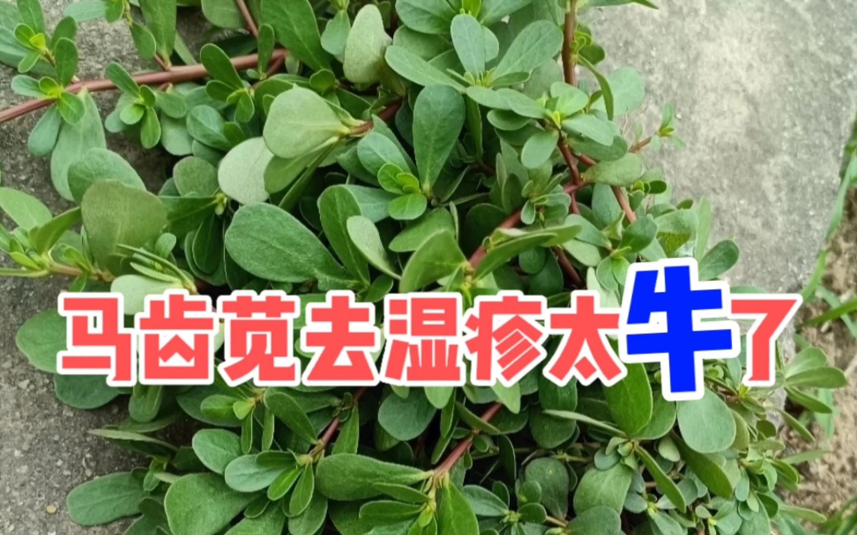 馬齒莧搞定溼疹瘙癢太絕了!真的好用,都斷根啦