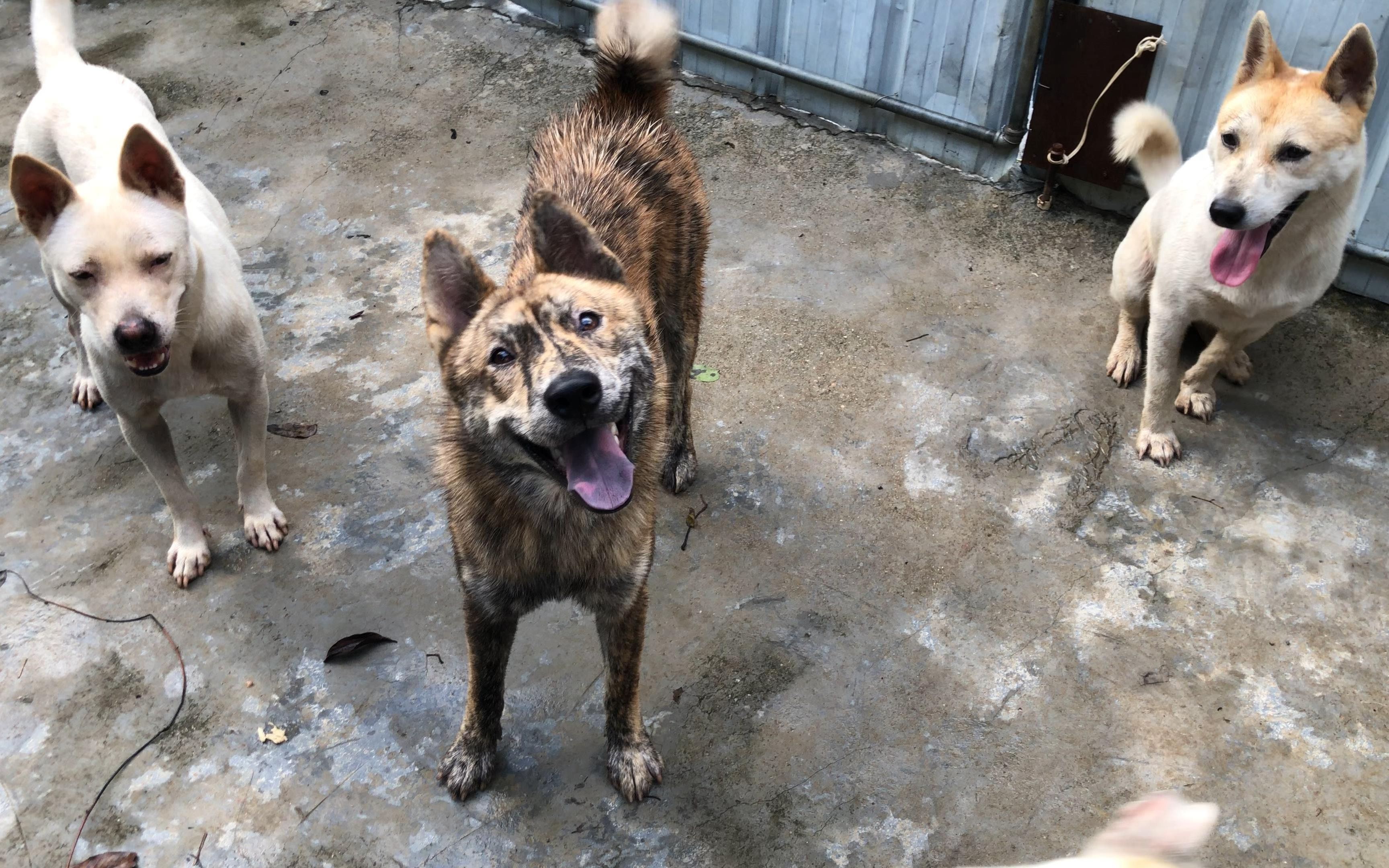 田园犬虎斑阿丑因做坏事受到惩罚连累大家,唯有等主人养好鸡了