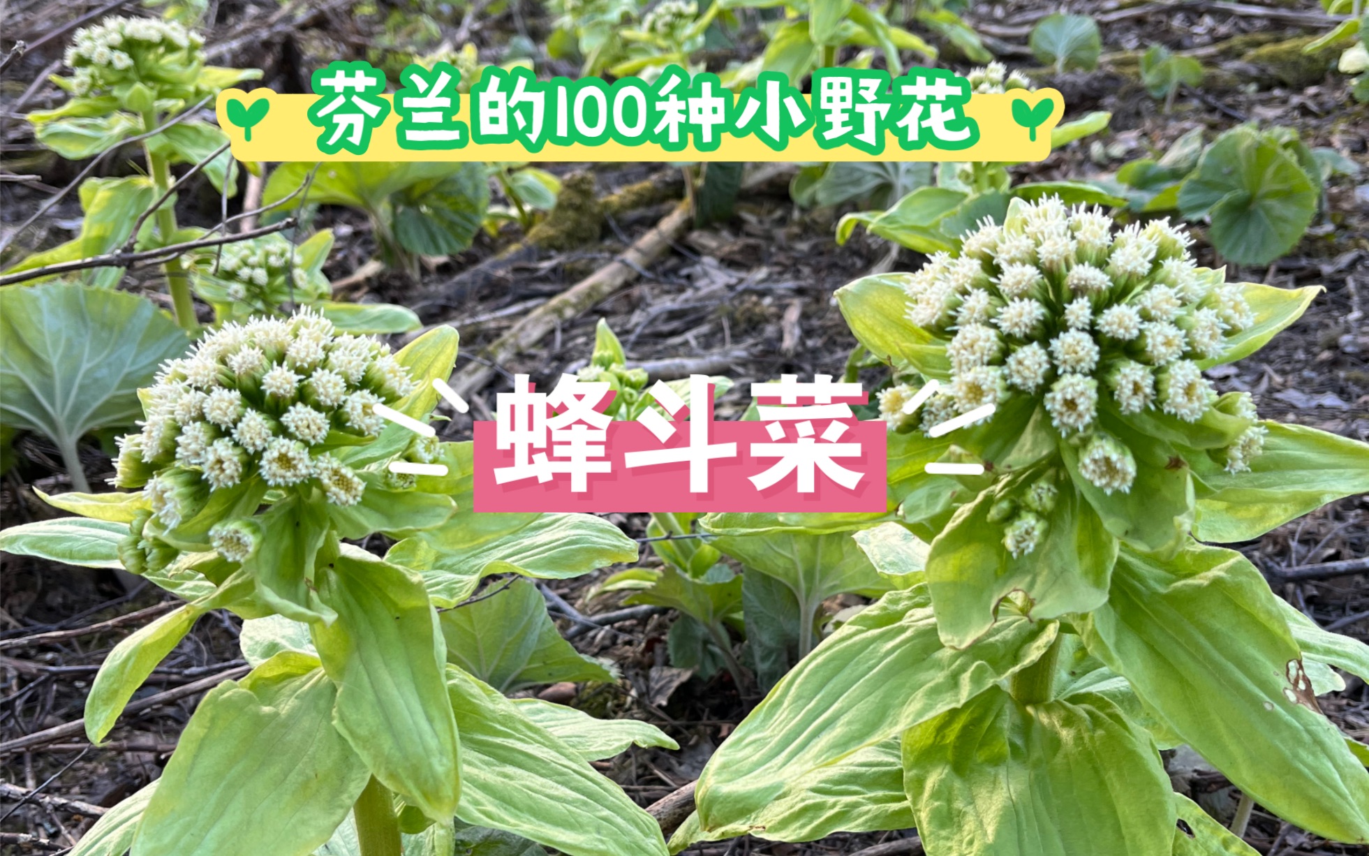 芬兰的100种小野菜!No.8: 蜂斗菜哔哩哔哩bilibili