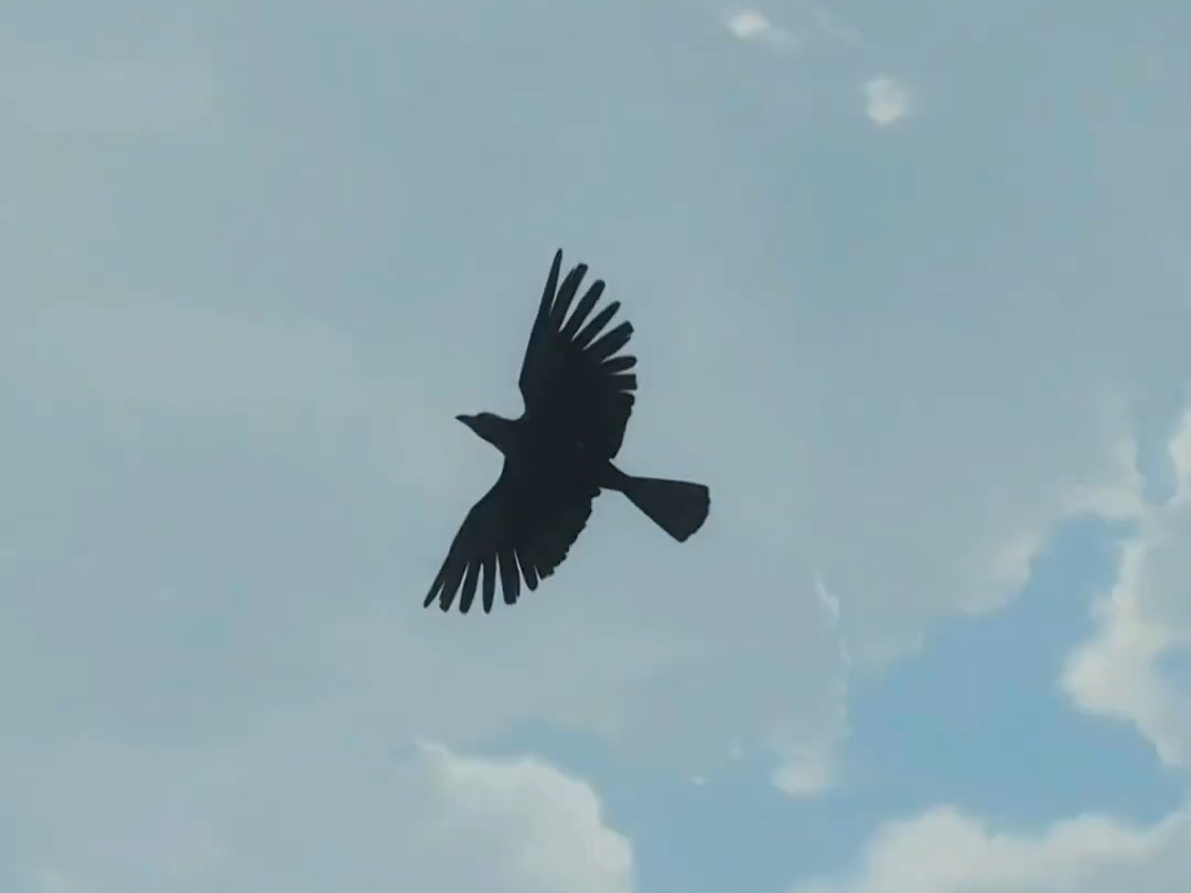 每个人都有专属的乌鸦,那它是谁的?(鬼灭之刃