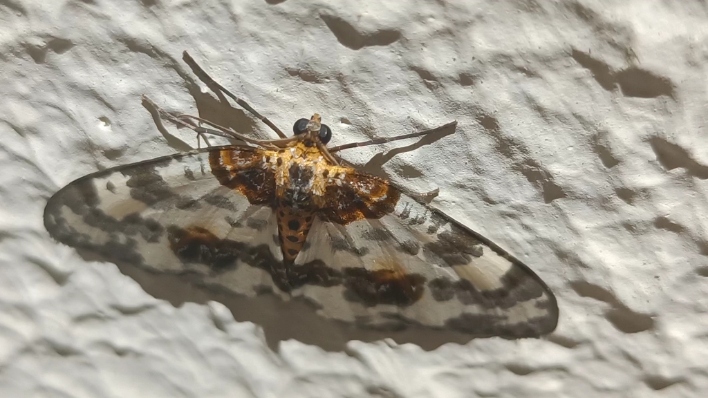 金星尺蛾的口器