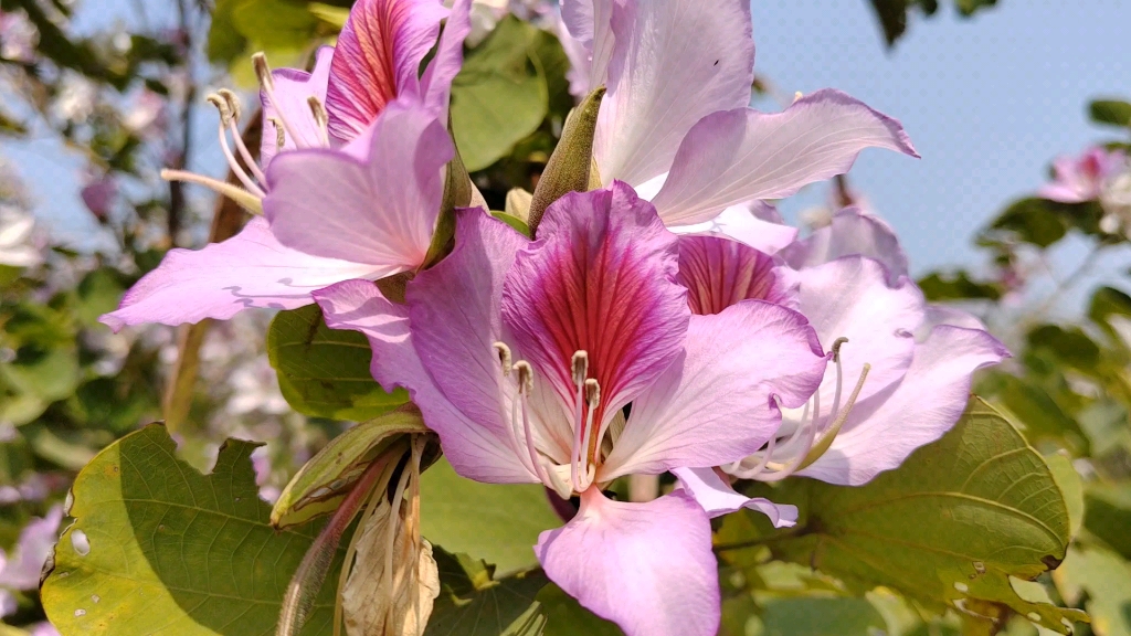 [图]华农 紫荆花开的季节