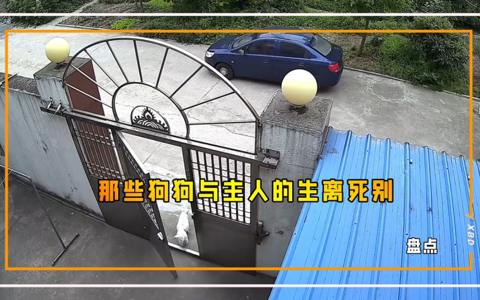 [图]“它的一生只是你的一程，只能陪你到这儿了”#狗狗#汪星人#狗儿要听狗儿歌#离别