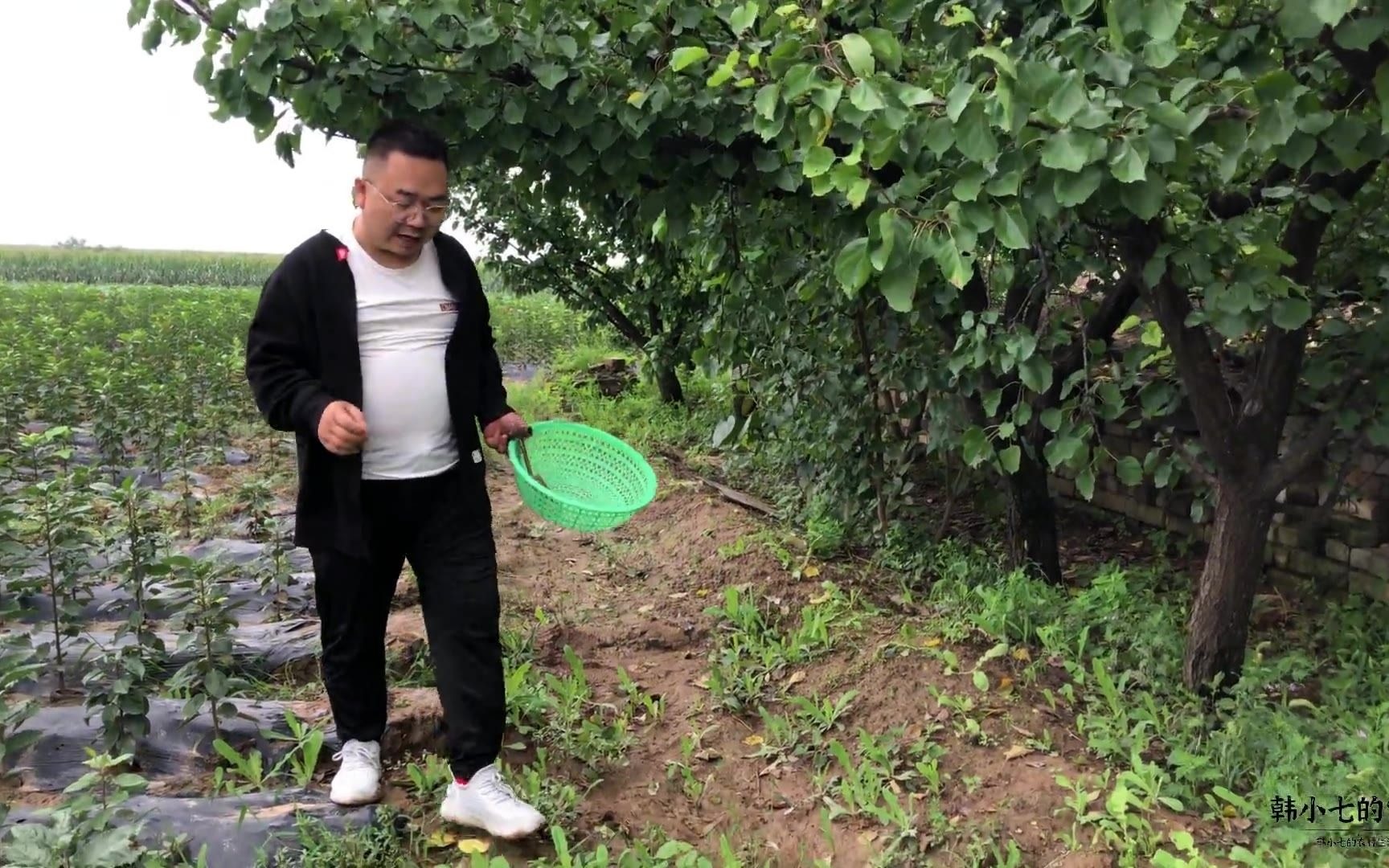 农村的野菜苦苣菜,不一样的口感却有它自己的功效,来欣赏了解下哔哩哔哩bilibili