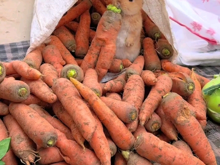 偷吃胡萝卜的兔兔