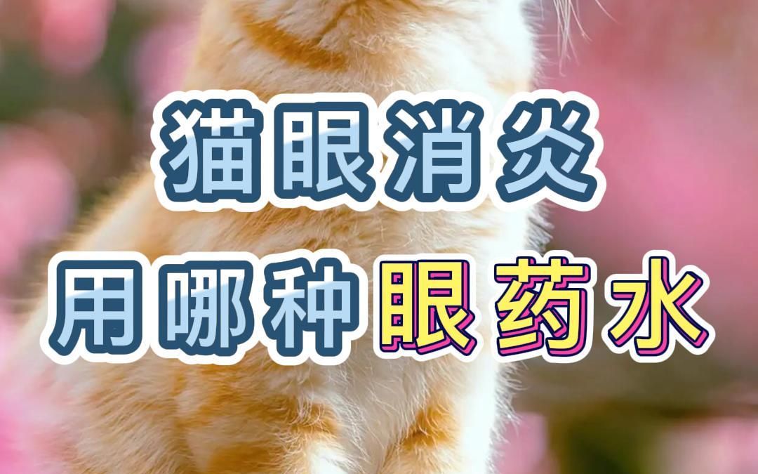 猫眼消炎用哪种眼药水哔哩哔哩bilibili