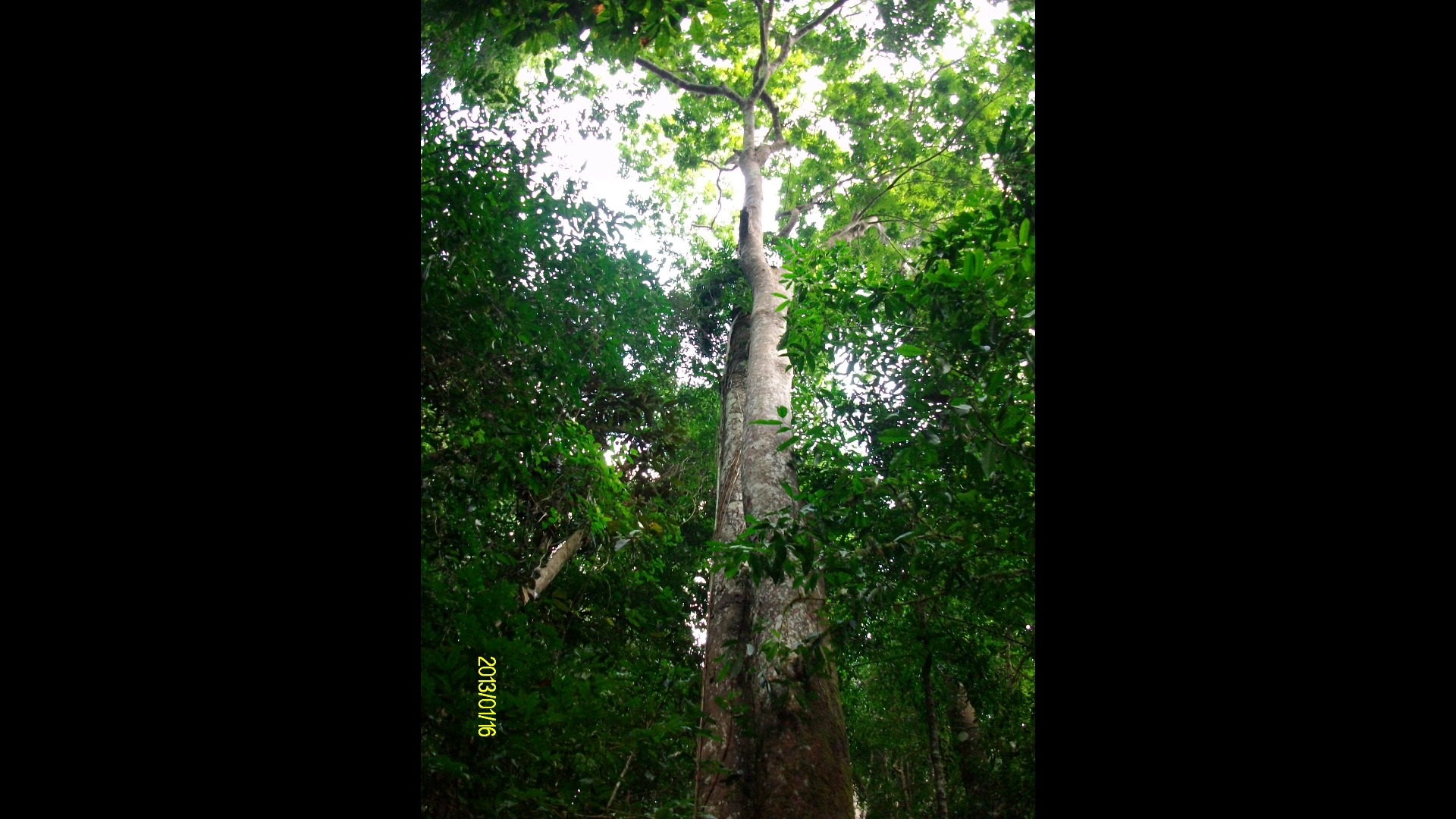 【行游人间】 13年游西双版纳望天树景区