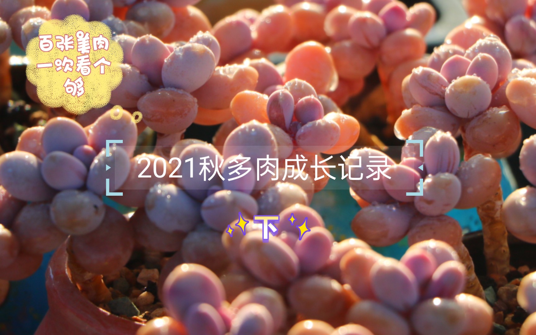 2021秋多肉记录百张图片(下)哔哩哔哩bilibili