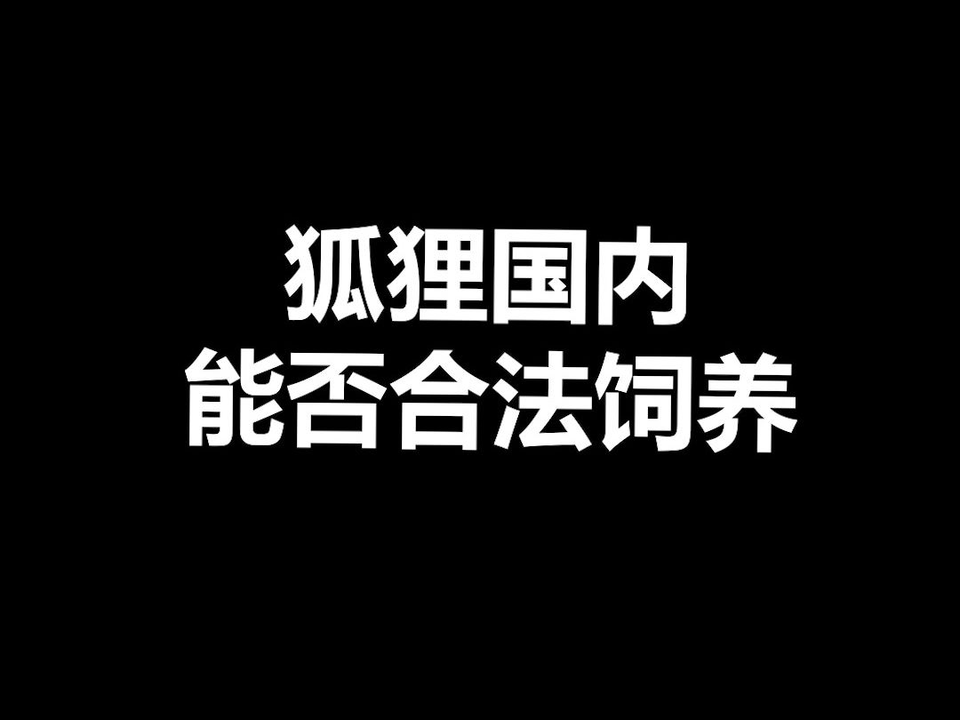 宠物冷知识:狐狸国内能不能养?我觉得更大的问题是,难不难养?哔哩哔哩bilibili