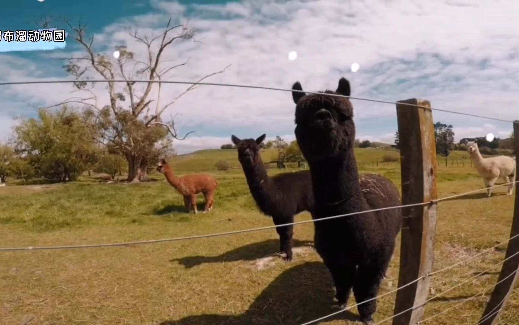 去什么动物园啊,去农场就好啦,一大波羊驼来喽,超可爱