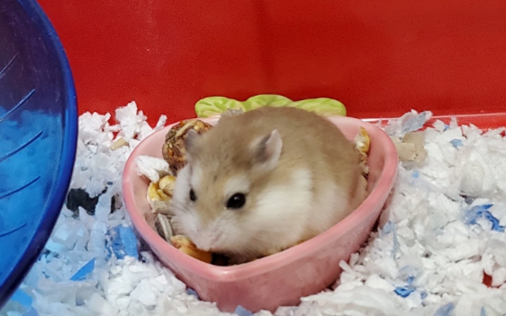 仓鼠中跑得最快的老公公仓鼠现场表演转圈啦