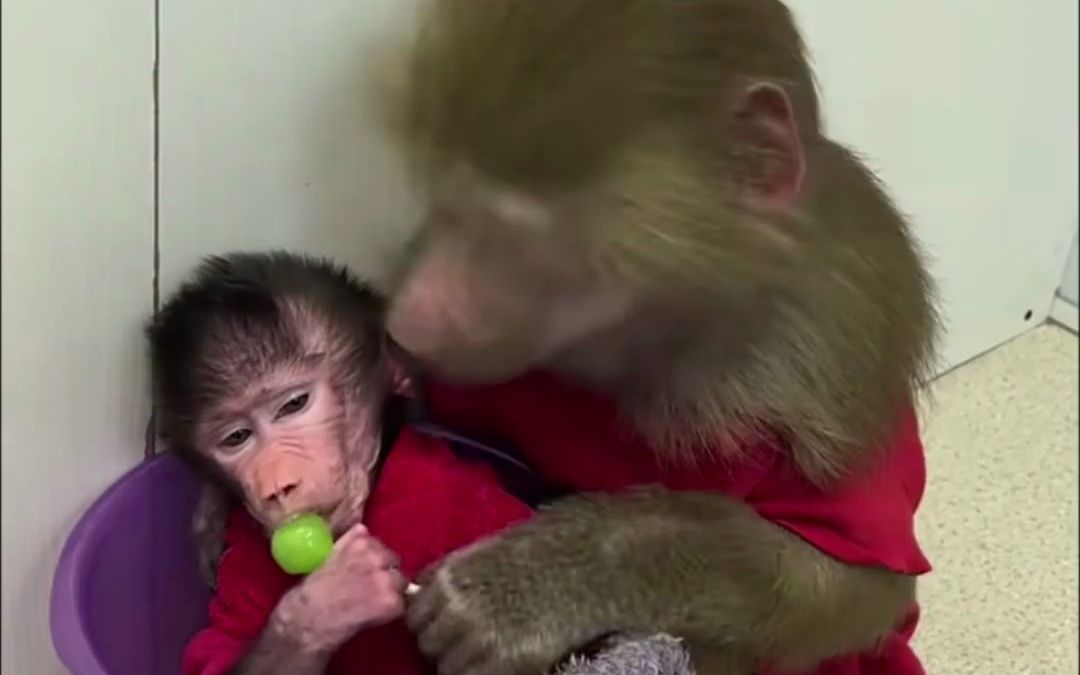 国内动物园的两只狒狒