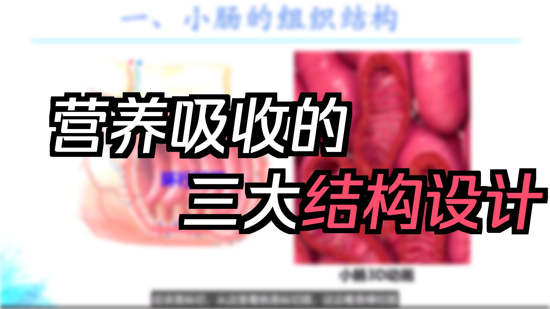 消化管—小肠