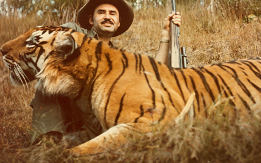 早期猎人在科比特射杀的一只超大的孟加拉虎