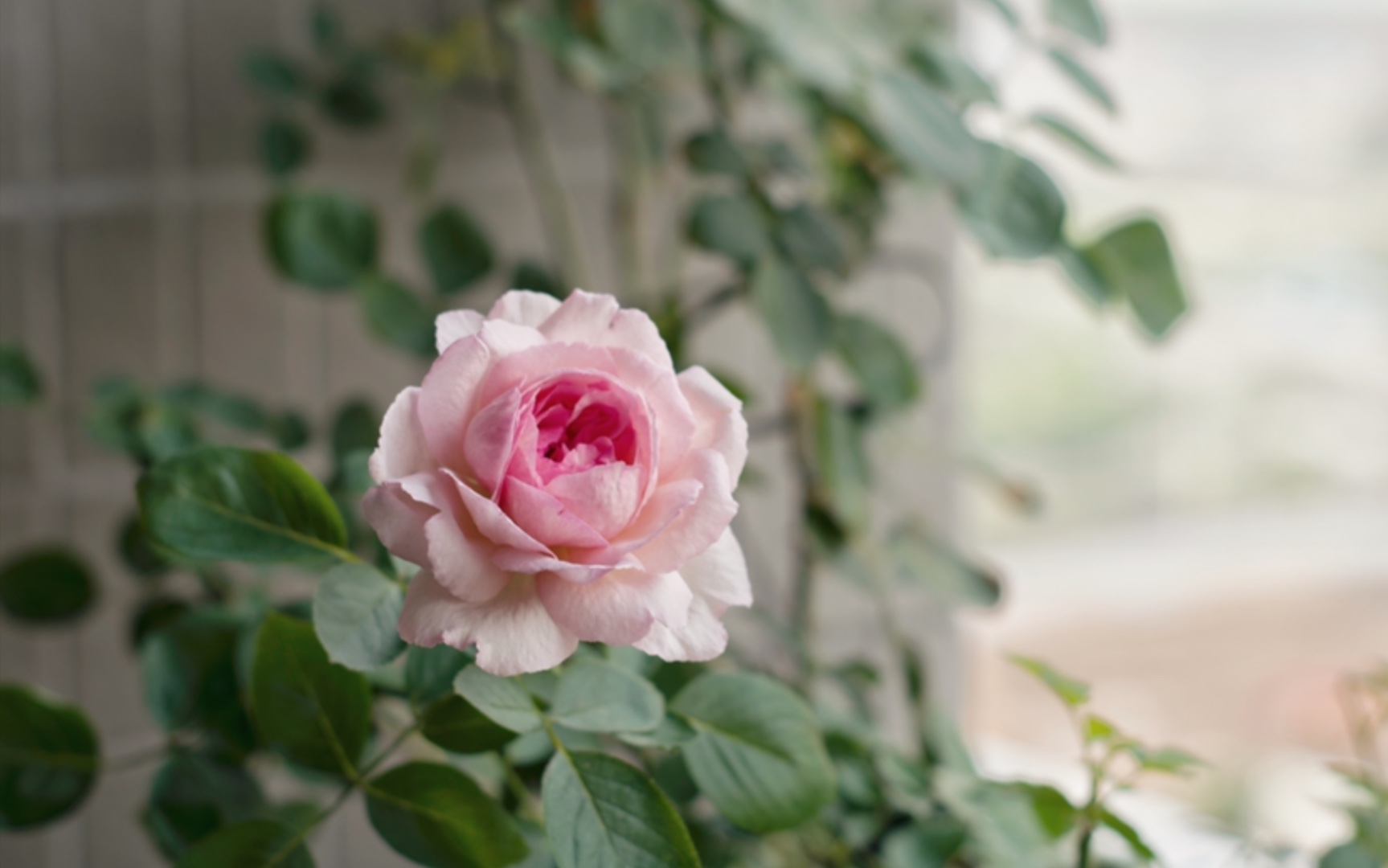 看看夏花之月季伊芙魂之香水