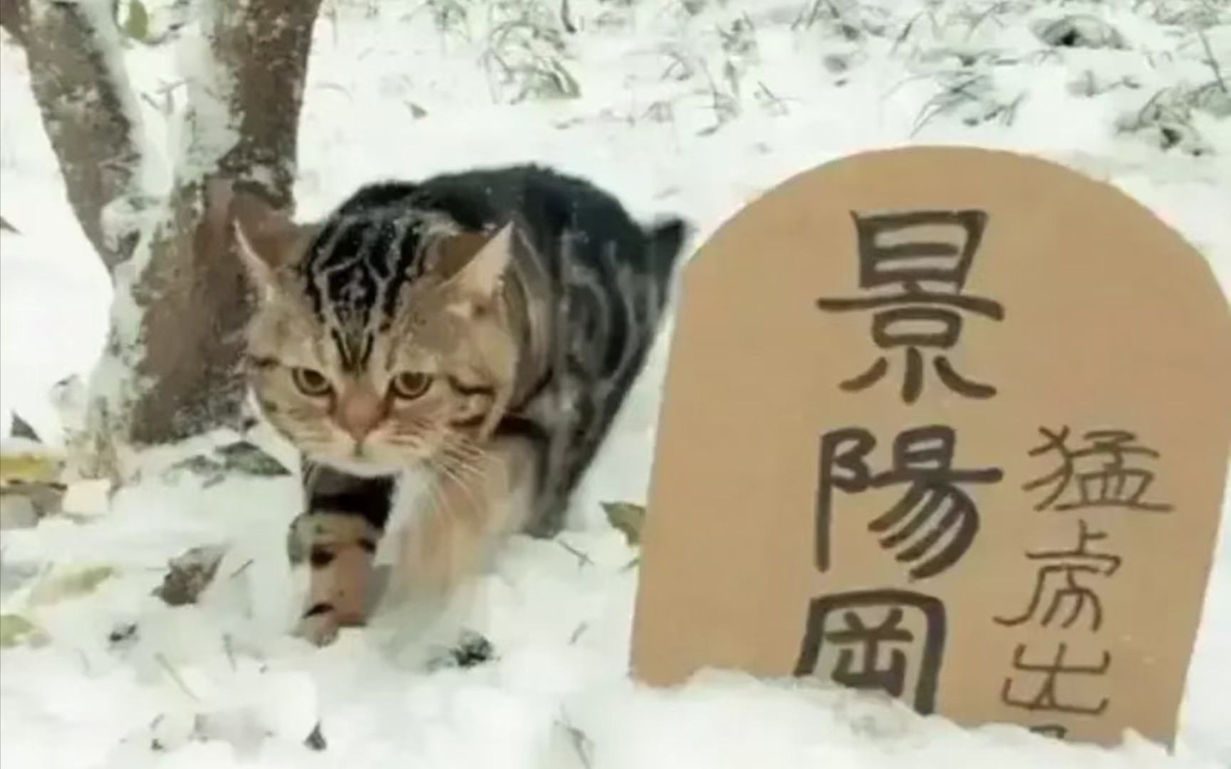 [图]景阳冈的猛虎下山啦……