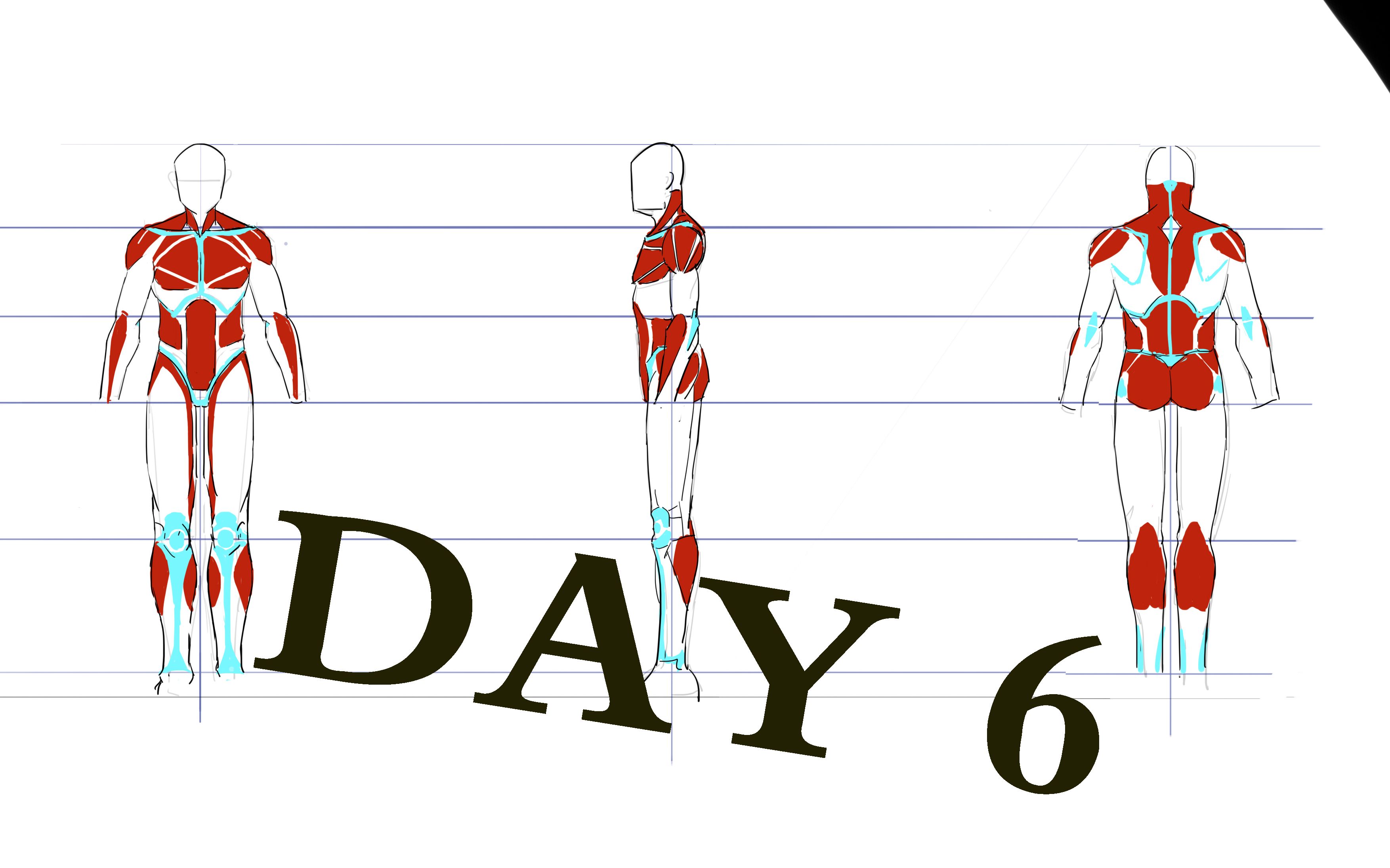 【寒假基础练习】day6:人体肌肉三视图