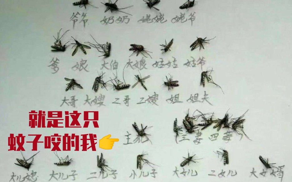 一只蚊子引发的惨案!网络上的沙雕图第二十五期