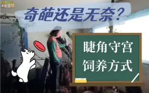 Скачать видео: 饱受争议的睫角饲养方式，透露出饲主最深沉的无奈