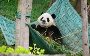 下载视频: 芝麻：春生的哥哥 坐吊床吃播好享受呀