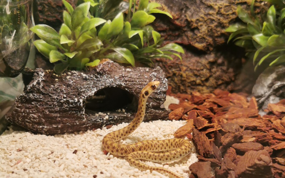 莫伦马普蛇首发——一款游蛇科爬沙饲养的大眼萌