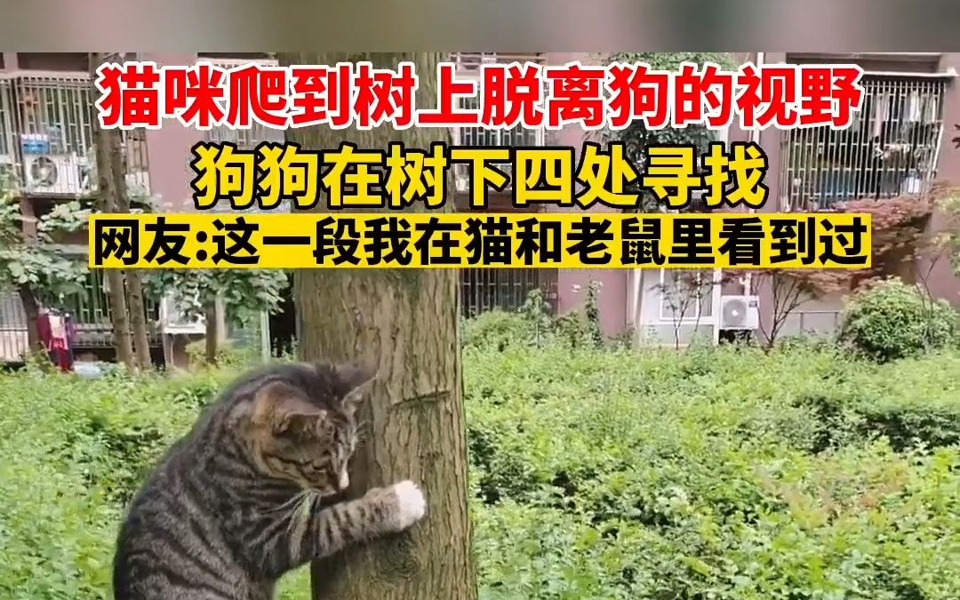 猫咪爬到树上脱离狗的视野,狗狗在树下四处寻找.网友这一段我在猫和老鼠里看到过.哔哩哔哩bilibili