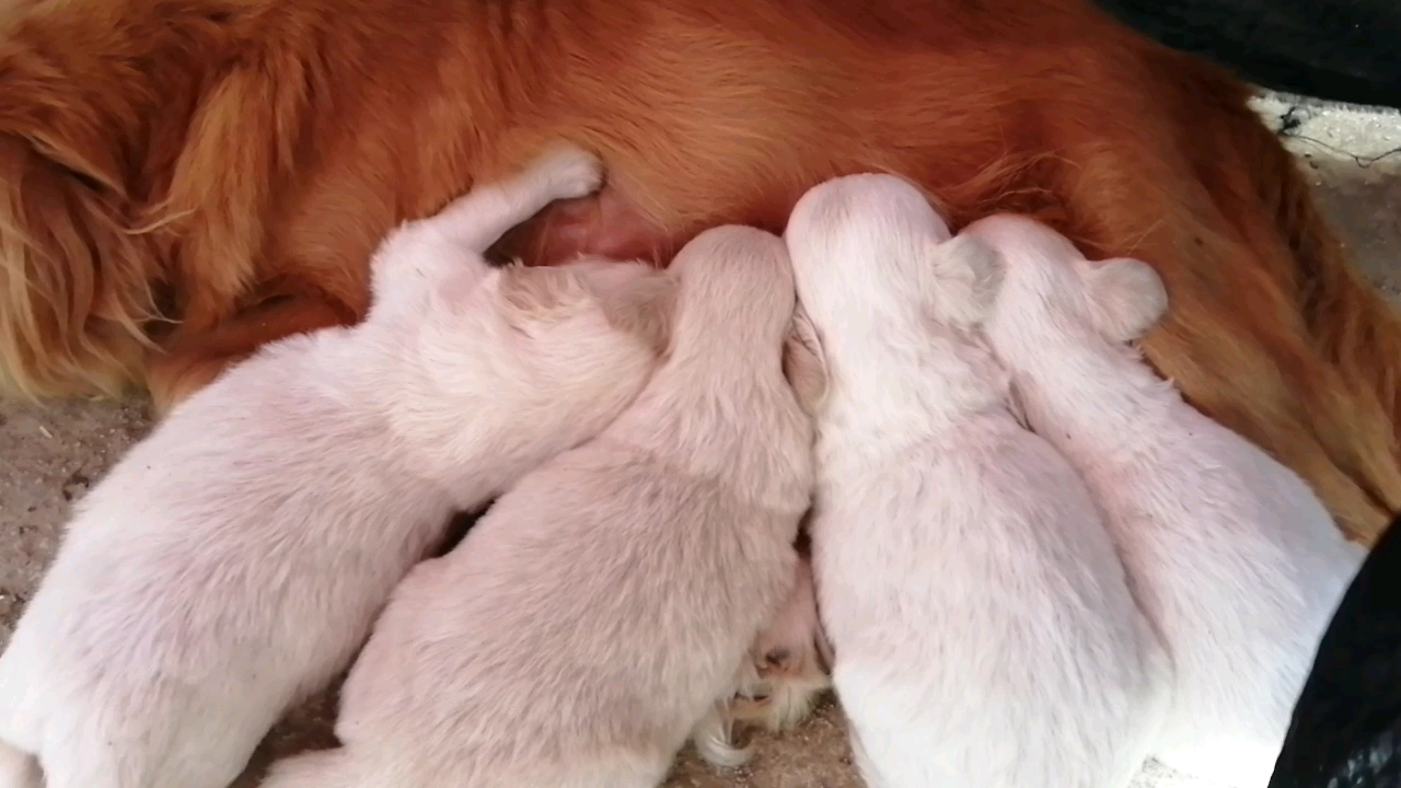 21天的小狗踩奶