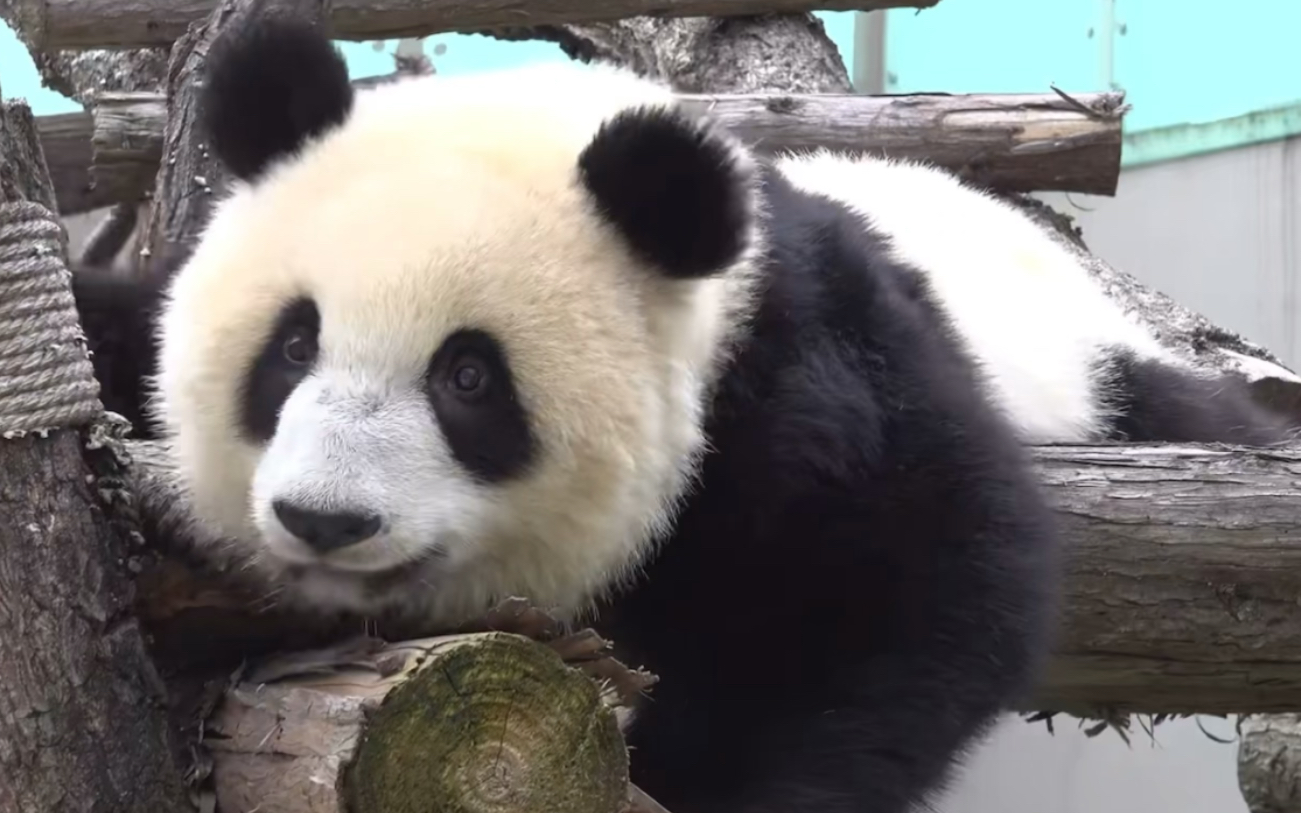 大熊猫福双超话图片