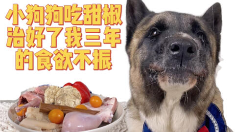 小狗吃甜椒巴巴香 专治食欲不振 哔哩哔哩 Bilibili