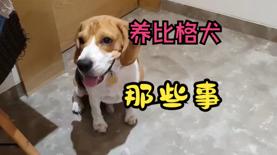 【比格犬】没有人告诉你,关于养比格犬的一些事情哔哩哔哩bilibili