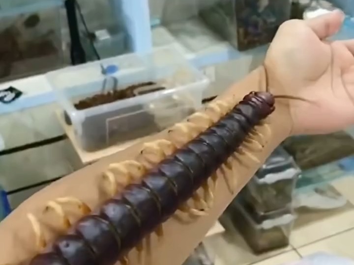 秘鲁白脚,世界上最大的蜈蚣,脾气却意外温顺