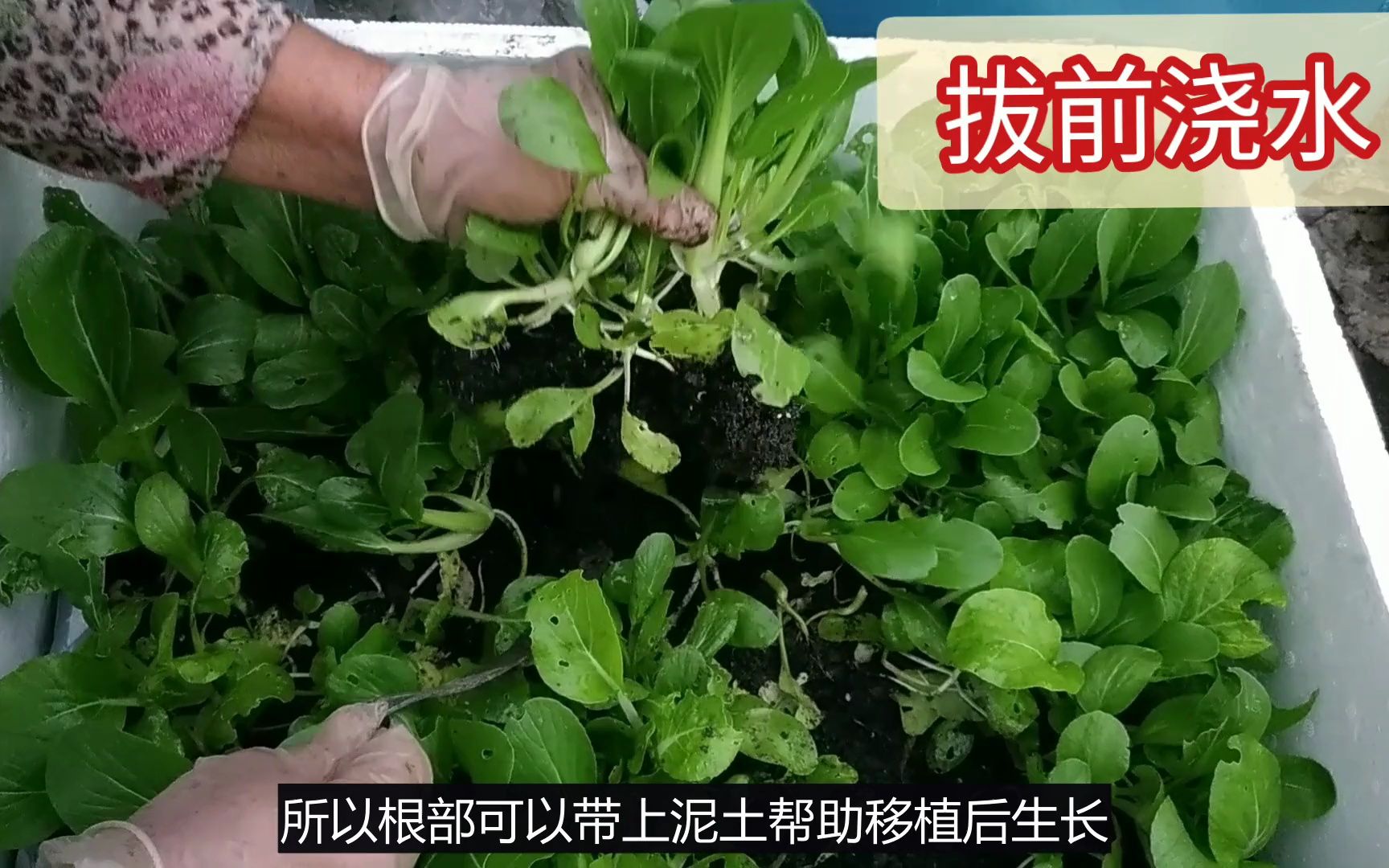 青江菜,上海青种植的妙招和管理哔哩哔哩bilibili