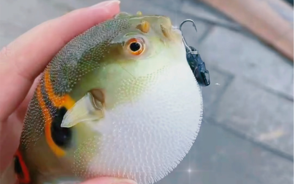 小河豚擦鞋的快乐