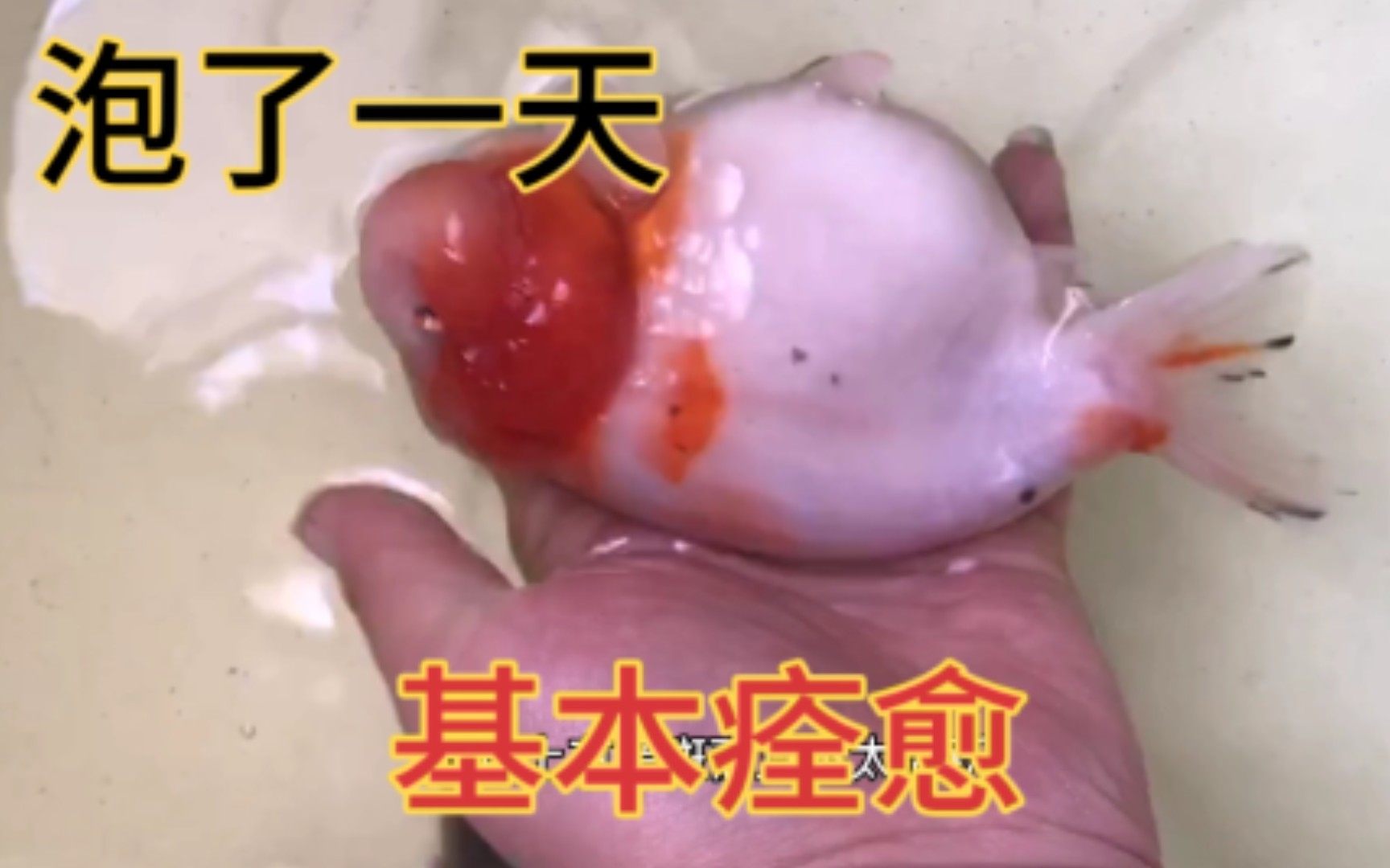 泡了一天的兰寿金鱼看看水霉病好点没有