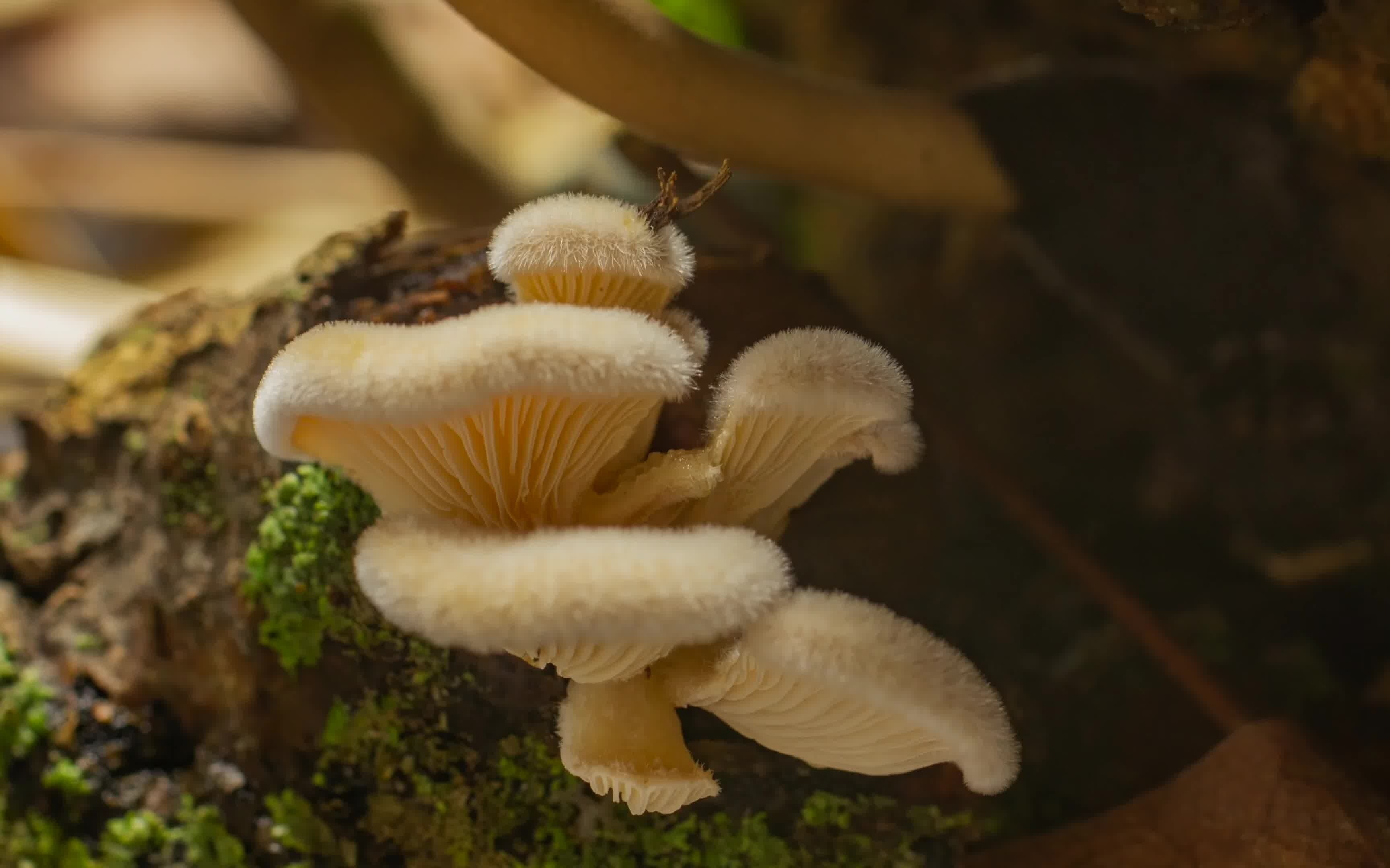 蘑菇菌之平行世界