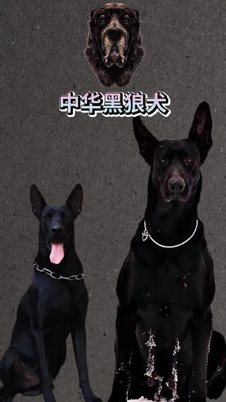 #墨界黑狼犬 中华黑狼犬 #中华黑狼犬哔哩哔哩bilibili