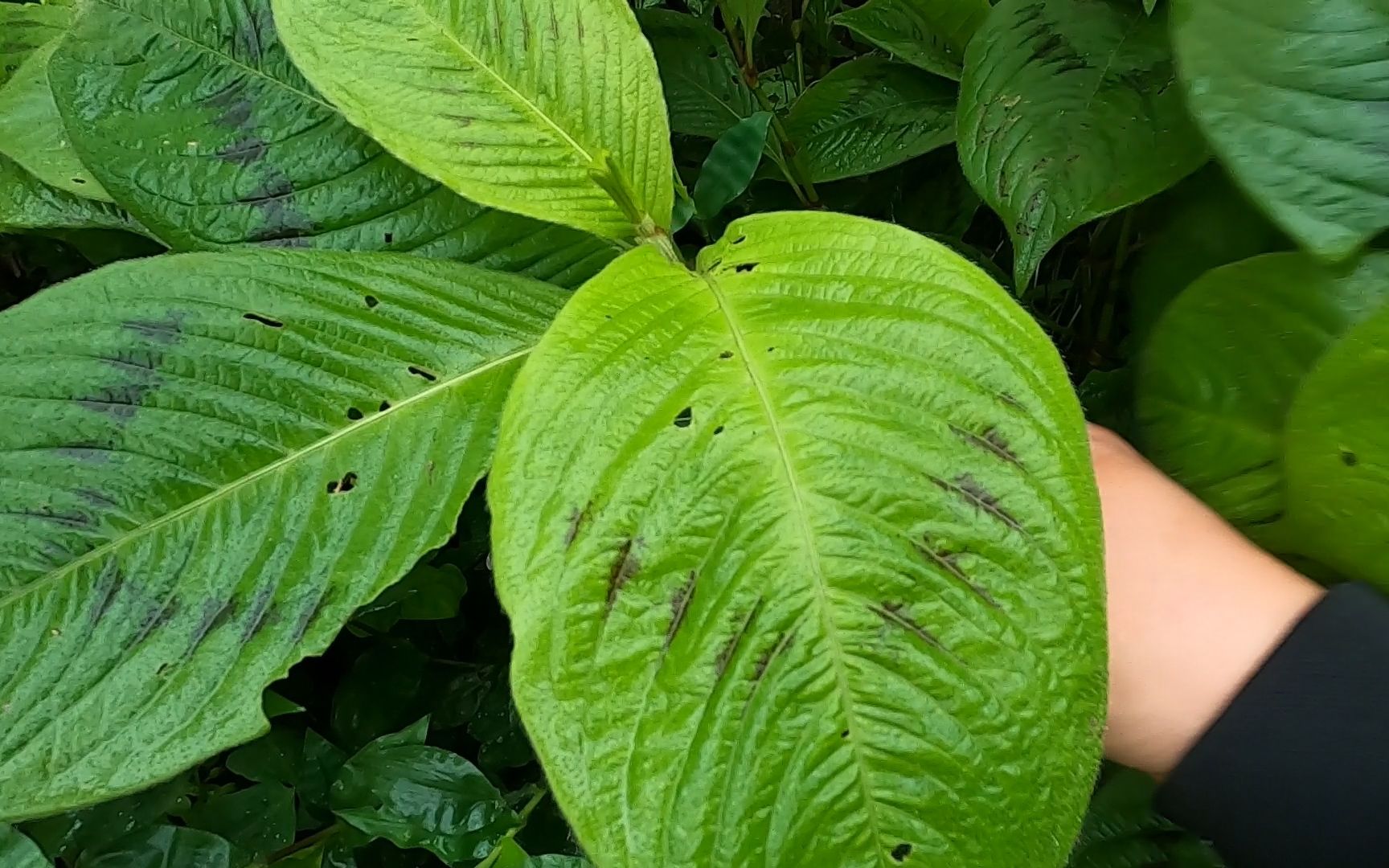 [图]农村“金线草”极为少见，是种珍贵中药材，价值很高一起来认识下