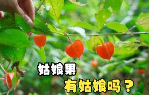 Download Video: 北方姑娘果都见过，南方这种红色不能见光的姑娘果，味道如何？