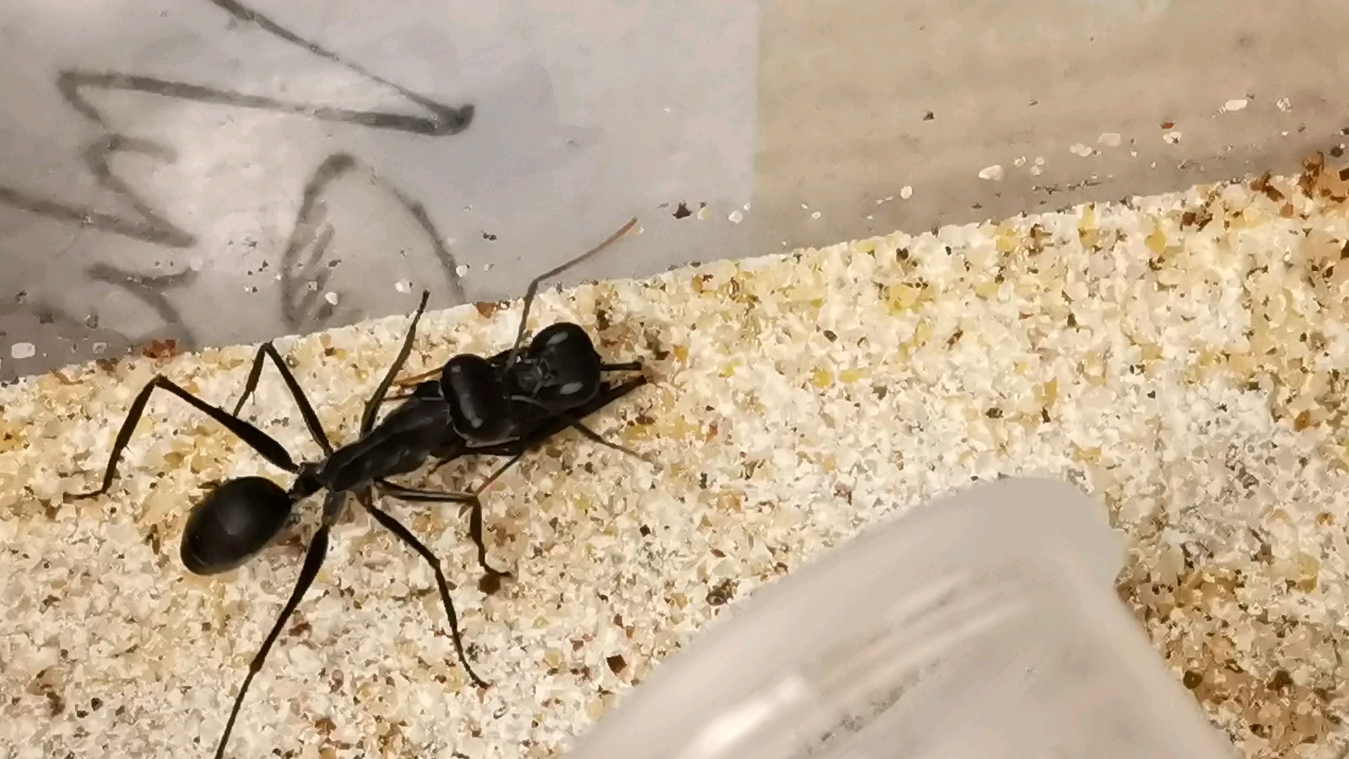 破坏巨眼蚁运输工蚁